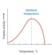 According to the following graph, the activity of the enzyme decreases more sharply at high temperature than at low temperature. What are the reasons for this observation? I. As temperature is increased, the substrate binding slowly becomes poorer. II. As temperature is decreased, the enzyme moves more slowly and so reacts more slowly. III) At higher temperatures, the enzyme is denatured and stops working entirely. IV) Temperature has no effect on enzyme activity.