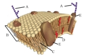 <strong>The molecule that facilitates transport through the cell is indicated by the letter____ in the following illustration of a cell membrane. </strong> A) A B) B C) C D) D E) E
