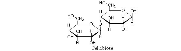 <strong>Cellobiose, shown below, cannot be hydrolyzed into monosaccharides by humans. Which statement best describes why this is the case? </strong> A) Cellobiose contains a <font face=symbol></font>-(1→4) glycosidic linkage, which is not a substrate for glycosidases in the human stomach. B) Human enzymes do not accept glucose molecules as substrates. C) Cellobiose is composed of monosaccharides that are not part of the human diet. D) The glycosidic bond in this disaccharide is unusually strong. E) No disaccharide is hydrolyzed by humans.