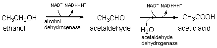 <strong>The first two steps of ethanol metabolism are shown below. Which molecule is reduced over the course of these reactions? </strong> A) ethanol and acetaldehyde B) alcohol dehydrogenase and acetaldehyde dehydrogenase C) ethanol and alcohol dehydrogenase D) acetic acid E) NAD<sup>+</sup>