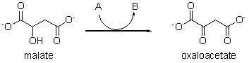 <strong>The following reaction is one step in the key metabolic pathway called the TCA (or Krebs) cycle. This reaction is missing a reactant (A) which reacts to form a product (B). What is the identity of A and B? </strong> A) A is NAD<sup>+</sup> and B is NADH + H<sup>+</sup>. B) A is FAD and B is FADH<sub>2</sub>. C) A is NADH + H<sup>+</sup> and B is NAD<sup>+</sup>. D) A is FADH<sub>2</sub> and B is FAD. E) Actually, there is no A, but B is H<sub>2</sub>.