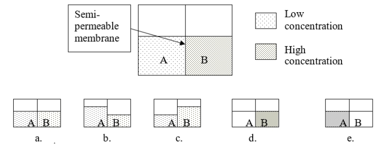 <strong>Consider solutions A and B separated by a semipermeable membrane.Which diagram BEST illustrates what the volumes should look like after osmosis occurs? </strong> A) figure a B) figure b C) figure c D) figure d E) figure e
