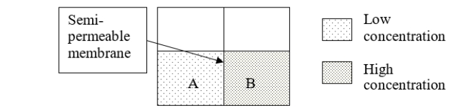 <strong>Consider solutions A and B separated by a semipermeable membrane.After osmosis occurs, A is ______ and B is ______. </strong> A) hypotonic; hypertonic B) hypertonic; hypotonic C) A and B are isotonic D) A and B are both hypotonic E) A and B are both hypertonic
