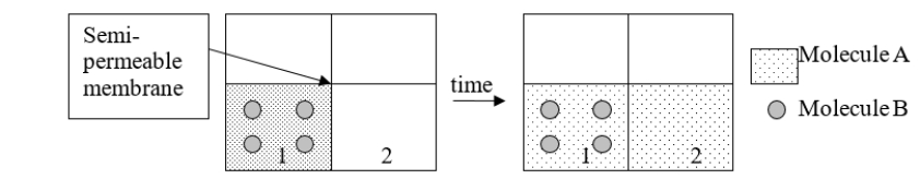 <strong>Which term BEST describes the process illustrated here? </strong> A) mixing B) dialysis C) dilution D) osmosis E) None of the above is correct.