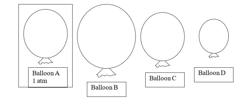 <strong>This diagram shows balloons of various sizes filled with helium gas.Balloon A is at STP.If you heat balloon A, which balloon would you predict would BEST represent the new size of balloon A? </strong> A) balloon B B) balloon C C) balloon D D) either balloon B or D E) either balloon C or D
