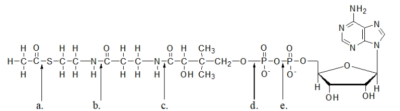 <strong>When acetyl coenzyme A is hydrolyzed during the citric acid cycle, which bond in the molecule is broken? </strong> A) bond a B) bond b C) bond c D) bond d E) bond e