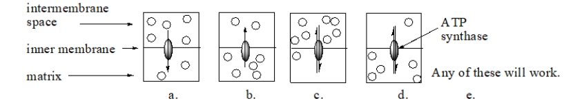 <strong>When ATP synthase catalyzes the synthesis of ATP, protons are shunted through it.Which diagram BEST illustrates this process? Note that the circles represent protons and the arrows through the enzyme represent the direction of proton flow. </strong> A) diagram a B) diagram b C) diagram c D) diagram e E) Any of these will work.