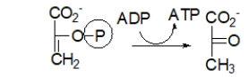 <strong>Which choice BEST describes the purpose of the following step of glycolysis? </strong> A) In this step, the molecule is phosphorylated to keep it in the cell. B) In this step, the molecule is split into two, both of which will become pyruvate. C) In this step, energy is stored as ATP. D) In this step, pyruvate is made. E) In this step, both pyruvate and ATP are made.