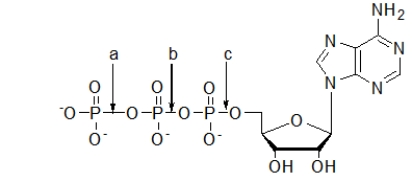 <strong>Which choice correctly labels each type of bond in the following molecule of ATP? </strong> A) All are phosphate ester bonds. B) All are phosphoanhydride bonds. C) Both a and b are phosphoanhydride bonds, and c is a phosphate ester bond. D) Both a and b are phosphate ester bonds, and c is a phosphoanhydride bond. E) Both a and c are phosphate ester bonds, and b is a phosphoanhydride bond.
