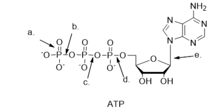 <strong>Which bond is broken when ATP is hydrolyzed to ADP? </strong> A) bond a B) bond b C) bond c D) bond d E) bond e