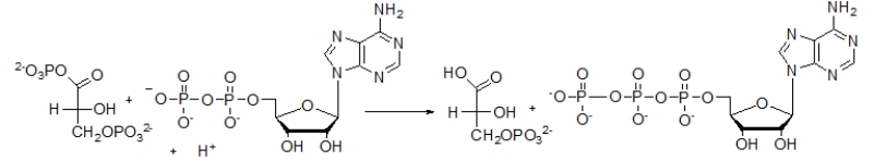 <strong>The following reaction is a key step in the metabolism of glucose.Which of the following molecules is formed as a result of this reaction? </strong> A) ADP B) H<sup>+</sup> C) ATP D) H<sub>2</sub>O E) P<sub>i</sub>