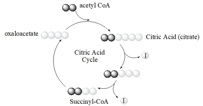 <strong>What is the identity of I in the following diagram of the citric acid cycle? </strong> A) acetate B) GTP C) NADH D) FADH<sub>2</sub> E) carbon dioxide