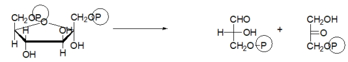 <strong>Which choice BEST describes the purpose of the following step of glycolysis? </strong> A) In this step, the molecule is phosphorylated to keep it in the cell. B) In this step, the molecule is split into two, both of which will become pyruvate. C) In this step, NADH is made. D) In this step, energy is stored as ATP. E) In this step, pyruvate is made.