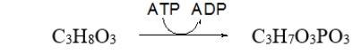 <strong>Which term describes the role of ATP in this reaction? </strong> A) The hydrolysis of ATP is inhibiting this reaction. B) The hydrolysis of ATP is a catalyst for this reaction. C) The hydrolysis of ATP is regulating this reaction. D) The hydrolysis of ATP is coupled to this reaction. E) All of the above describe the role of ATP.