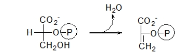 <strong>One of the steps of glycolysis is given below.What type of reaction is this? </strong> A) oxidation B) hydration C) hydrogenation D) dehydration E) phosphoryl transfer
