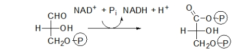 <strong>Which choice describes the purpose of the following step of glycolysis? </strong> A) In this step, the molecule is phosphorylated to keep it in the cell. B) In this step, the molecule is split into two, both of which will become pyruvate. C) In this step, NADH is made. D) In this step, energy is stored as ATP. E) In this step, pyruvate is made.