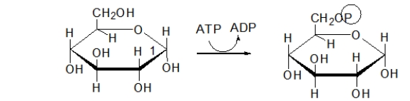 <strong>Which choice BEST describes the purpose of the following step of glycolysis? </strong> A) In this step, the molecule is phosphorylated to keep it in the cell. B) In this step, the molecule is split into two, both of which will become pyruvate. C) In this step, NADH is made. D) In this step, energy is stored as ATP. E) In this step, pyruvate is made.