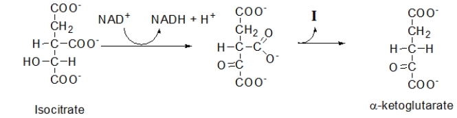 <strong>The following is step 3 of the citric acid cycle.During this step, NAD<sup>+</sup> is ________, while isocitrate is ________. </strong> A) phosphorylated; isomerized B) isomerized; dehydrated C) oxidized; reduced D) reduced; oxidized E) hydrated; dehydrated