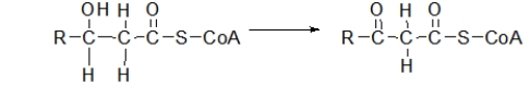 <strong>The third step of β-oxidation is shown below.What type of reaction is this? </strong> A) oxidation B) reduction C) hydration D) hydrolysis E) hydrogenation