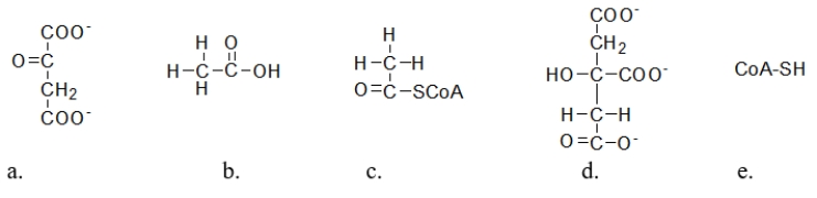 <strong>The citric acid cycle has a unique circular appearance when written due to the regeneration of oxaloacetate.Which of the following molecules is oxaloacetate? </strong> A) molecule a B) molecule b C) molecule c D) molecule d E) molecule e