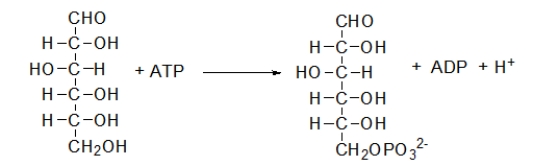 <strong>During glucose metabolism, the following reaction occurs.What is this reaction called? </strong> A) phosphoryl group transfer reaction B) hydrolysis C) hydration D) dehydration E) oxidation