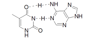 <strong>The following figure illustrates a(n)_______ base pair. </strong> A) G-C B) A-C C) A-T D) A-G E) G-T