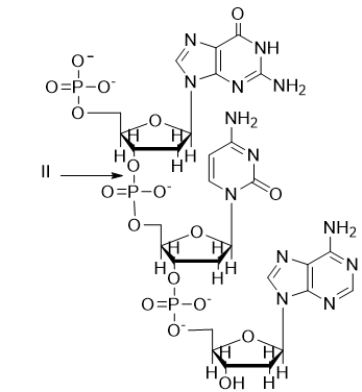 <strong>The arrow labeled II in the nucleic acid below is pointing to a(n) </strong> A) nonpolar covalent bond. B) ionic interaction. C) phosphate ester bond. D) glycosidic bond. E) hydrogen bond.