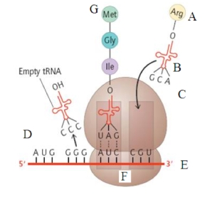 <strong>Fill in the blanks with letters from the diagram below.The ________ leaves the nucleus and attaches to the _______.At _________, the first tRNA attaches to begin protein synthesis. </strong> A) A; B; C B) E; F; D C) E; F; G D) E; F; B E) D; E; F