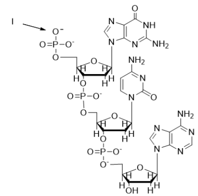 <strong>The arrow labeled I in the nucleic acid below is pointing to the </strong> A) 1′ end of the DNA. B) 2′ end of the DNA. C) 3′ end of the DNA. D) 4′ end of the DNA. E) 5′ end of the DNA.