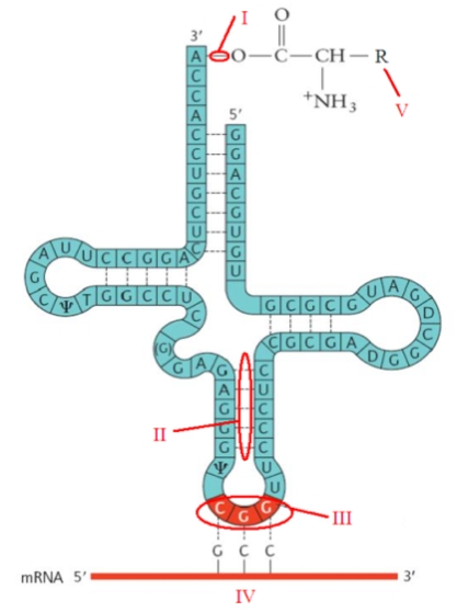 <strong>In the following tRNA, how are IV and III connected? </strong> A) They are connected by covalent bonds. B) They are connected by hydrogen bonds. C) They are connected by ionic interactions. D) They are connected by amide bonds. E) They are connected by ester bonds.