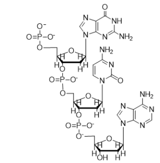 <strong>What is the sequence of the following nucleic acid? </strong> A) dGCA B) GCA C) ACG D) dACG E) CGT