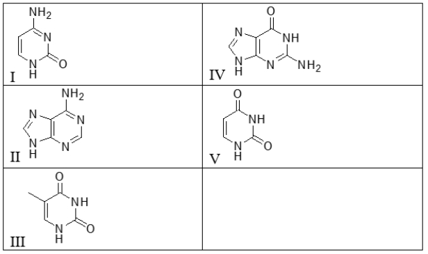 <strong>Which of the following molecules is found in RNA but not in DNA? </strong> A) I B) II C) III D) IV E) V