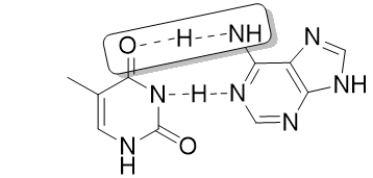 <strong>The boxed portion of the following structure represents a </strong> A) salt bridge. B) hydrogen bond. C) disulfide bridge. D) hydrophobic interaction. E) hydrophilic interaction.