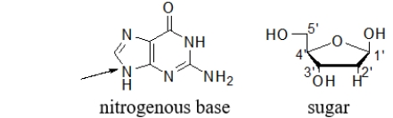 <strong>In a nucleoside and a nucleotide, a bond forms between a nitrogenous base and a sugar.An arrow points to the nitrogen on the base that bonds to the sugar.Which carbon on the sugar bonds to the indicated nitrogen on the base? </strong> A) 1' B) 2' C) 3' D) 4' E) 5'