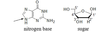 What is the BEST name for the type of bond that forms between a sugar and a nitrogen base in a nucleotide?  