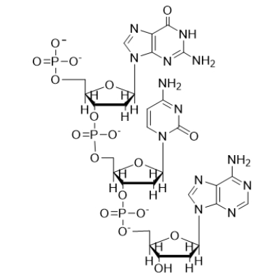 The structure below is a  