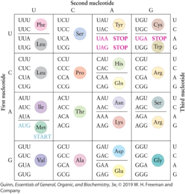 Translation continues until which codon is reached?  