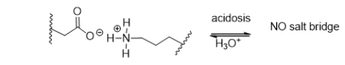 <strong>During acidosis of a protein, shown below, salt bridges are broken, resulting in denaturation.Which choice shows the products of acidosis? </strong> A) B) C) D) E)