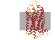 <strong>An example of this type of protein is shown below. </strong> A) keratin B) keratin, elastin, and collagen C) membrane proteins and globular proteins D) globular proteins E) membrane proteins