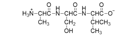 <strong>The following compound is a(n) </strong> A) amino acid. B) dipeptide. C) tripeptide. D) polypeptide. E) protein.