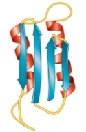 <strong>What type of secondary structure is in blue in the following protein? </strong> A) an α-helix B) a parallel β-pleated sheet C) an antiparallel β-pleated sheet D) a random coil E) This illustration does not show secondary structure.