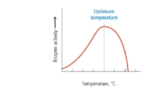 <strong>According to the following graph, the activity of the enzyme decreases more sharply at high temperature than at low temperature.What are the reasons for this observation? I.As temperature is increased, the substrate binding slowly becomes poorer. II.As temperature is decreased, the enzyme moves more slowly and so reacts more slowly. III)At higher temperatures, the enzyme is denatured and stops working entirely. IV)Temperature has no effect on enzyme activity.</strong> A) I only B) IV only C) I and III D) II and III E) All are correct.