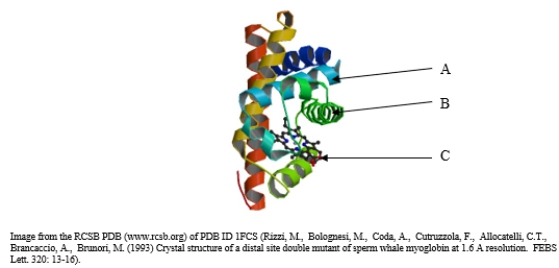 <strong>The structure of myoglobin is shown below.Which level of architecture does this protein lack? </strong> A) This protein has all levels of architecture. B) primary C) secondary D) tertiary E) quaternary