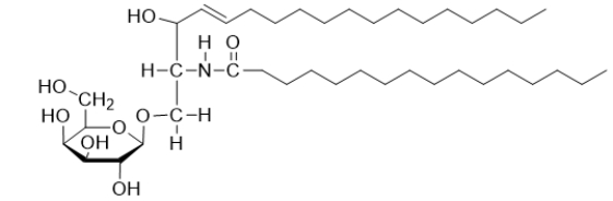The following molecule is a cerebroside.What characteristics does this molecule have?