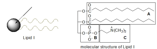 A membrane lipid is often depicted as shown below in lipid I.Which part of the molecular structure of lipid I does the circle represent?