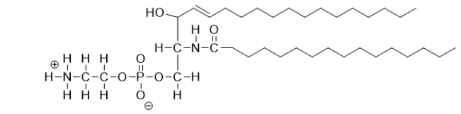 What type of lipid is this molecule?  