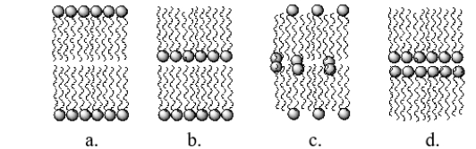 Which figure BEST illustrates how the lipid bilayer would arrange itself in a nonpolar solution, such as hexane?