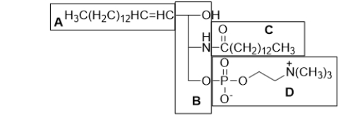 The lipid is labeled A-D.Which of the labeled parts of this molecule comprise the sphingosine backbone?