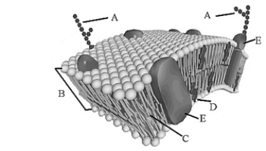 In the following illustration of a cell membrane, the molecules labeled (E)are