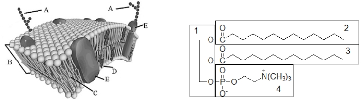 The polar component of the cell membrane below corresponds to which part of the molecule in the following glycerophospholipid? 